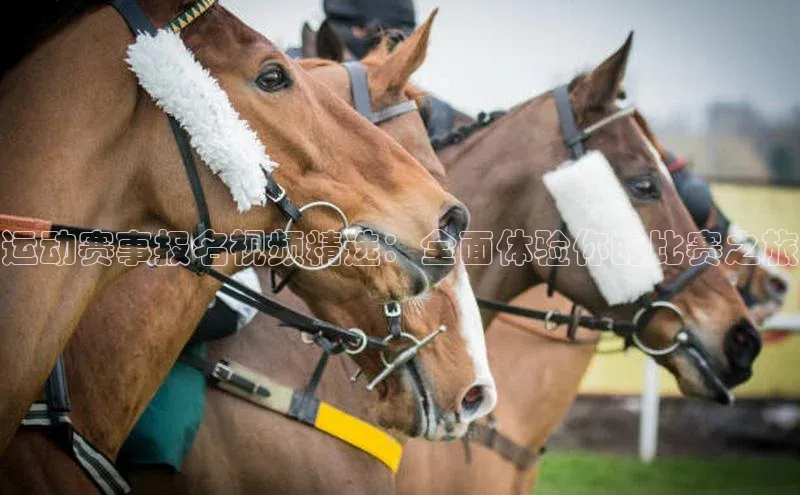 运动赛事报名视频精选：全面体验你的比赛之旅